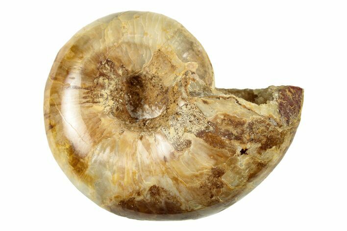 Jurassic Ammonite Fossil - Sakaraha, Madagascar #251473